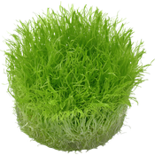 Utricularia graminifolia in Vitro Aquariumpflanze