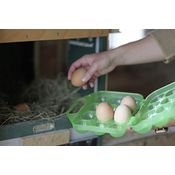 Eier Aufbewahrung aus Kunststoff für 12 Eier, grün grün transparent