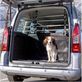 Hundetransport