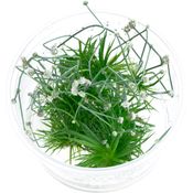 Eriocaulon cinereum in-Vitro