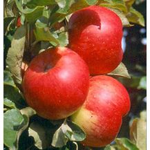 Bild für Säulenapfel Sonate