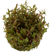 Rotala rotundifolia `H`ra in Vitro Aquariumpflanze