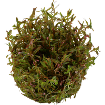 Bild für Rotala rotundifolia `H`ra in Vitro Aquariumpflanze