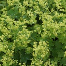 Bild für Blumixx Stauden Alchemilla sericata Gold Strike