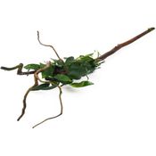 Anubias nana Spiderwood Wurzel Wasserpflanze Aquarium Dennerle