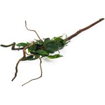 Bild für Anubias nana Spiderwood Wurzel Wasserpflanze Aquarium Dennerle