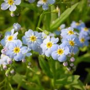 Blumixx Stauden Myosotis palustris - Sumpf-Vergissmeinnicht