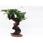 Mbuna mittel mit A 21.0 Aquariumpflanze