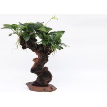 Bild für Mbuna mittel mit A 21.0 Aquariumpflanze