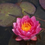 Blumixx Stauden Nymphaea Hybride James Brydon - Seerose Standort sonnig Blütenfarbe dunkelrot