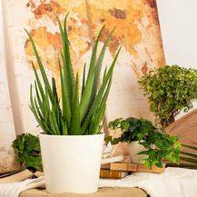 Bild für PFLANZEN KÖLLE