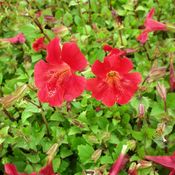 Blumixx Stauden Mimulus cupreus Roter Kaiser - Scharlachrote Gauklerblume Standort sonnig - halbschattig Blütenfarbe scharlachrot