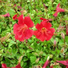 Bild für Blumixx Stauden Mimulus cupreus Roter Kaiser