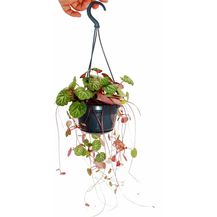 Bild für EXOTENHERZ Hängender Steinbrech