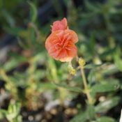 Blumixx Stauden Helianthemum Hybride Junges Apricot - Sonnenröschen Standort sonnig Blütenfarbe apricot