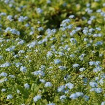 Bild für Blumixx Stauden Myosotis palustris Perle von Ronnenberg