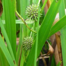 Bild für Blumixx Stauden Sparganium erectum