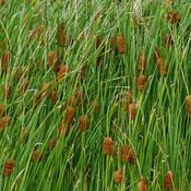 Blumixx Stauden Typha laxmannii - Lockerer Rohrkolben Standort sonnig Blütenfarbe dunkelbraun