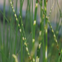 Bild für Blumixx Stauden Scirpus lacustris ssp. tabernaemontanii Zebrinus