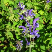 Blumixx Stauden Salvia pratensis - Wiesensalbei Standort sonnig Blütenfarbe violettblau