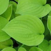 Blumixx Stauden Hosta Hybride August Moon - Funkie, Herzblattlilie Standort halbschattig - schattig Blütenfarbe hellviolett