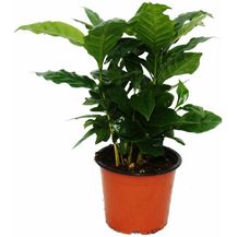 Bild für EXOTENHERZ