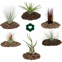 Bild für EXOTENHERZ 6 verschiedene Tillandsien im Set