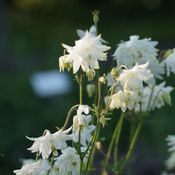 Blumixx Stauden Aquilegia vulgaris plena Green Apple - Akelei Standort sonnig - halbschattig Blütenfarbe weiß