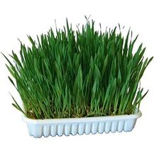 Bild für Kerbl Pet Nagergras 100 g